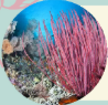 Fluid Flora Watercolour - Capturing Aquatic Plant Life