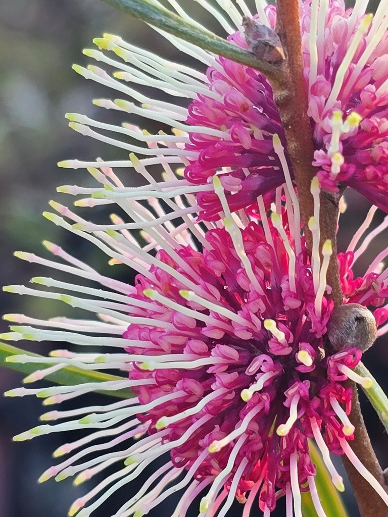 Wildflower Hot Spot Bus Tours