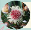 Hakea Walks in the Fitz