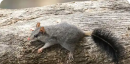 Phascogale Tails