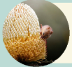 Threatened Fauna of the Fitz