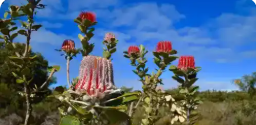 Wildflower Sundowner Walks